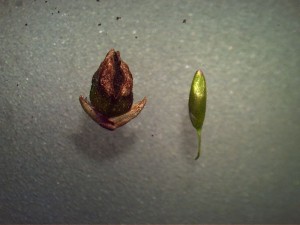 Claviceps purpurea . Not witchcraft after all.